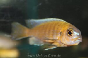 Metriaclima sp. 'patricki'